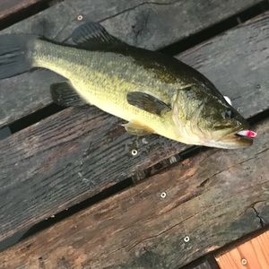 Meet your Posher, Harry